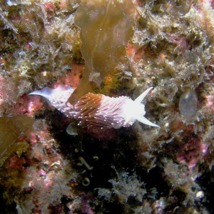 P044_Red_Flabellina