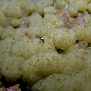 P078_Yellow_Mushroom_Ascidian_with_small_shrimp_larva