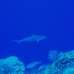 Reef Shark, West  Caicos