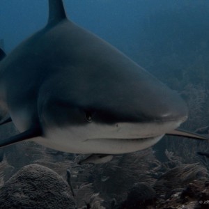 Caribbean Grey Reef Shark