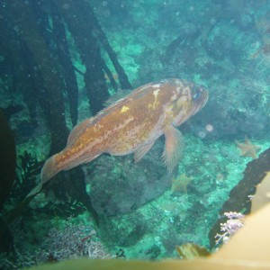 Copper rockfish