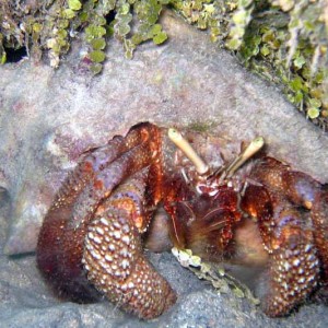 Hermit Crab -- Roatan