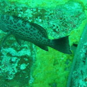 pensacola diving 2005