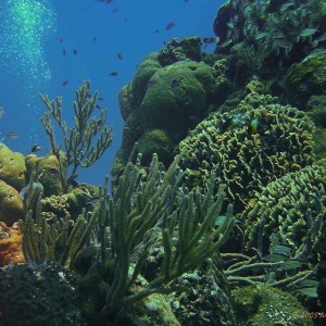 Paradise Reef