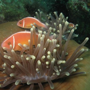 Anemonie Clownfish