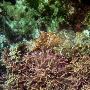 Scorpion_fish_in_seaweed1-c