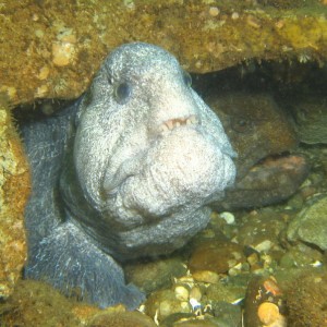 two Wolf Eel