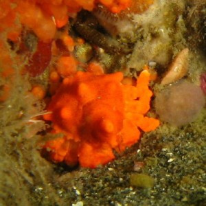 Juvenile Puget Sound King Crab