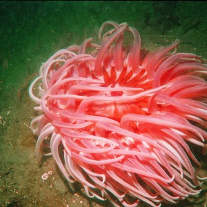 anemone_web