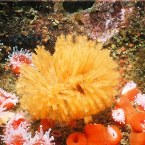 feather_duster_worm