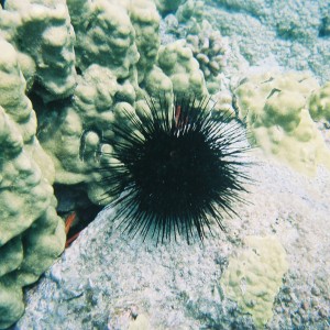 Sea Urchin (July 2006 in Kona, Hawaii in the Place of Refuge)