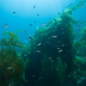 Some Kelp
