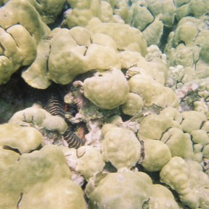 Eel hiding (July 2006 in the Place of Refuge in Kona, Hawaii)