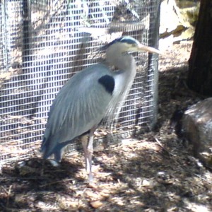 Great Heron (July 2006)