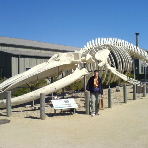 Blue Whale Skeleton (July 2006)