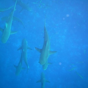 Staurt_Cove_s_Diving_in_the_Bahamas_047