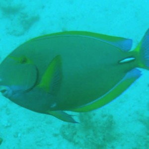 Ornate Surgeonfish (Acanthurus dussumieri)