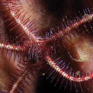 Brittle Star (Paradise Reef)