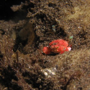 tiny crab ?? (Paradise Reef)