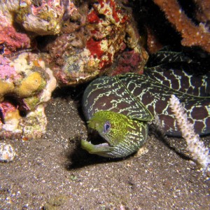 Undulated Anger (Paradise Reef)