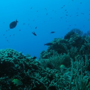 Cozumel Reef