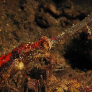 Red Pipefish ?? (Amed)