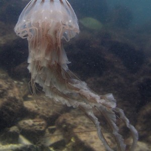 jellyfish - destin jetties