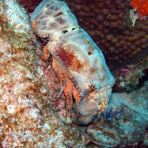 Spanish Lobster -Bonaire