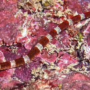 Red Banded Pipefish