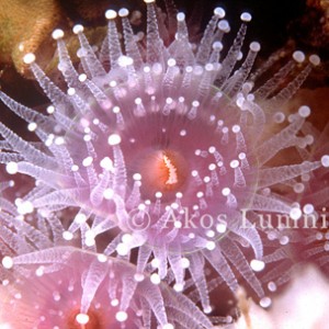 Jewel anemone