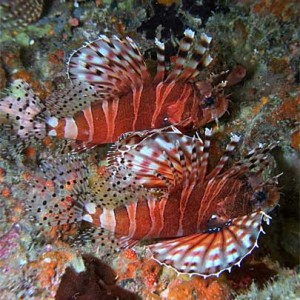 Two firefish