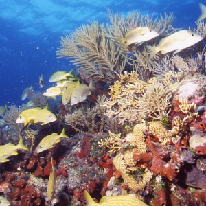 Reef Scene