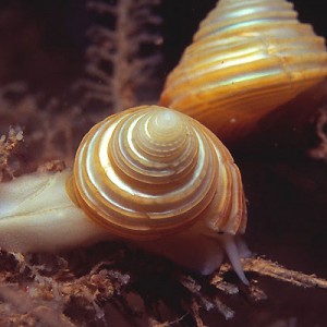 Top snails