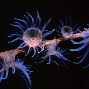 deep water anemone II