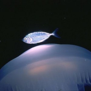 11bfish-over-jelly