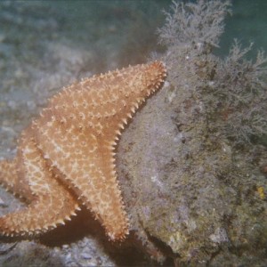 Starfish doing leg exercises