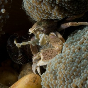 Porcelain crab filter feeding