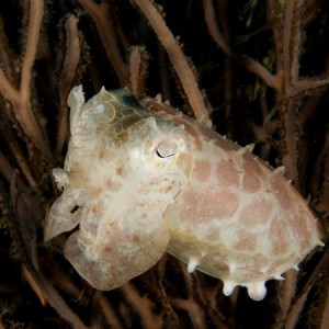 Cuttlefish greeting