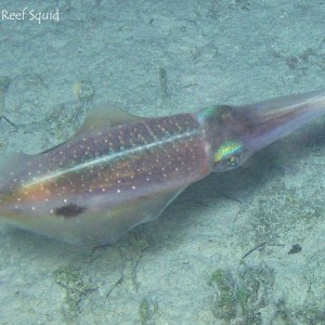 Caribbean Reef squid