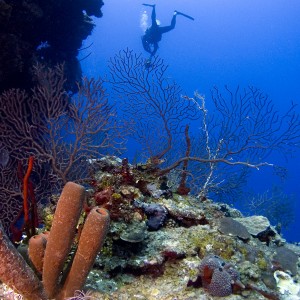 Grand Cayman Wall Diving