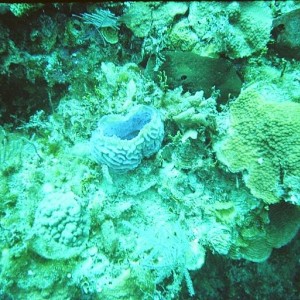 Barrell Sponge