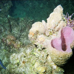 Barrell Sponge 2