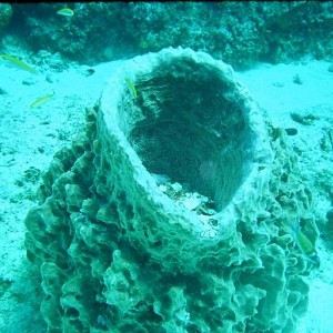 Barrell Sponge 3