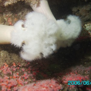 Giant White Plumed Anemone