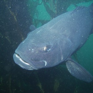 giant sea bass