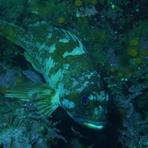 Pt. Lobos fish