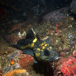 Sebastes nebulosus - China rock fish
