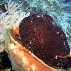 Frogfish - Bangka Islands