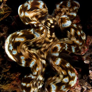 The giant clam