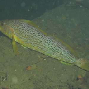 Kelp (female) Greenling